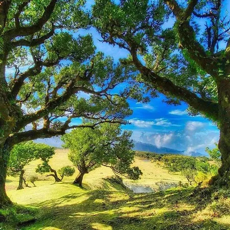 Appartement Center I Funchal (Madeira)
