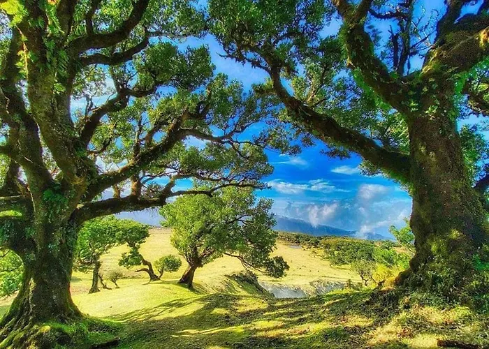 Apartment Center I Funchal (Madeira)